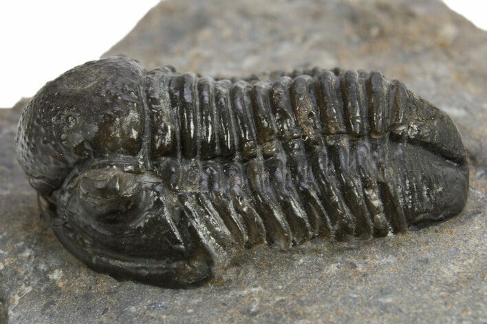 Detailed Gerastos Trilobite Fossil - Morocco #310569